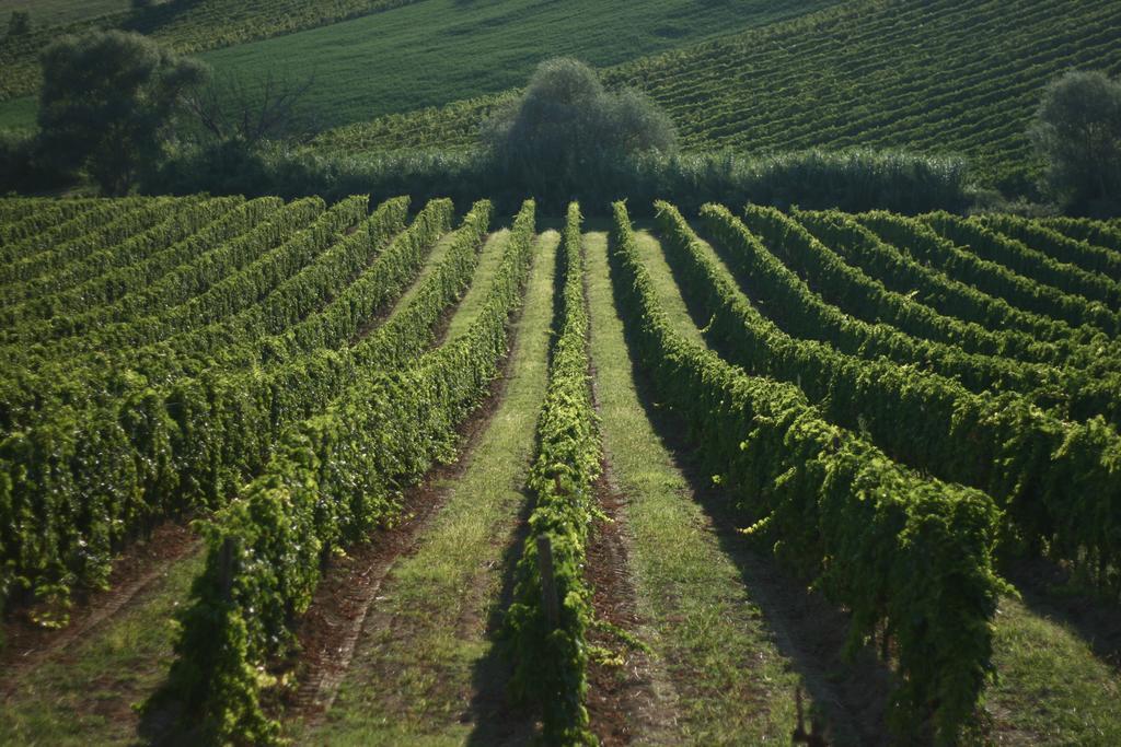 Agriturismo Le Vigne Del Conero Ancona Buitenkant foto